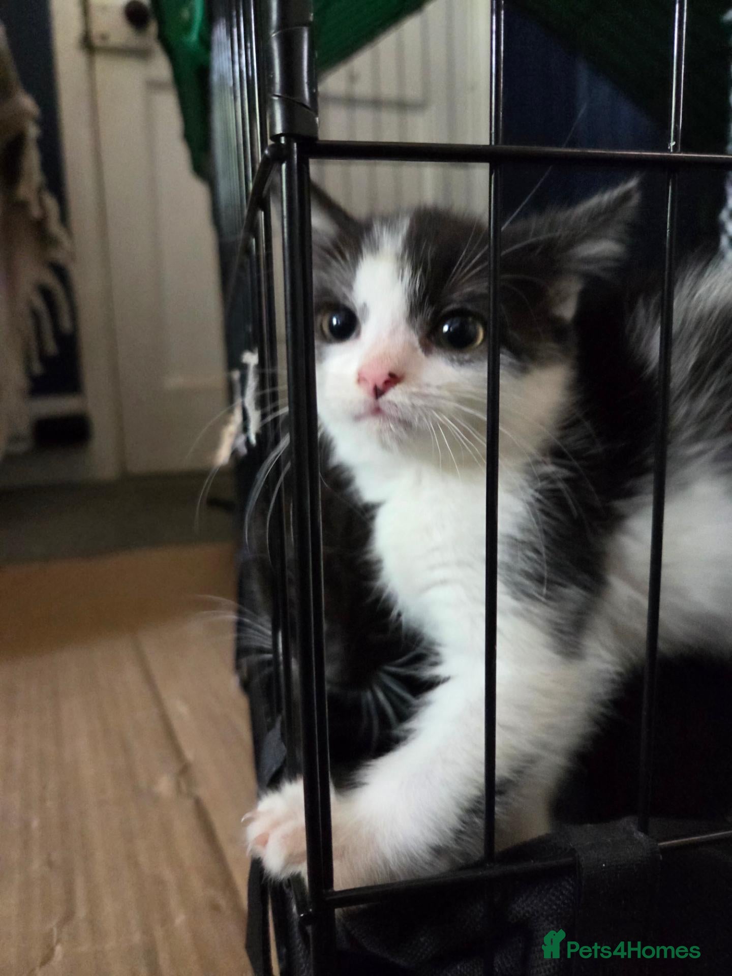 Mixed Breed cats 2 left - Advert 3