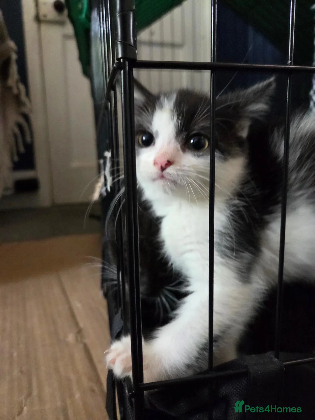 Mixed Breed cats for sale: 2 left - Advert 1