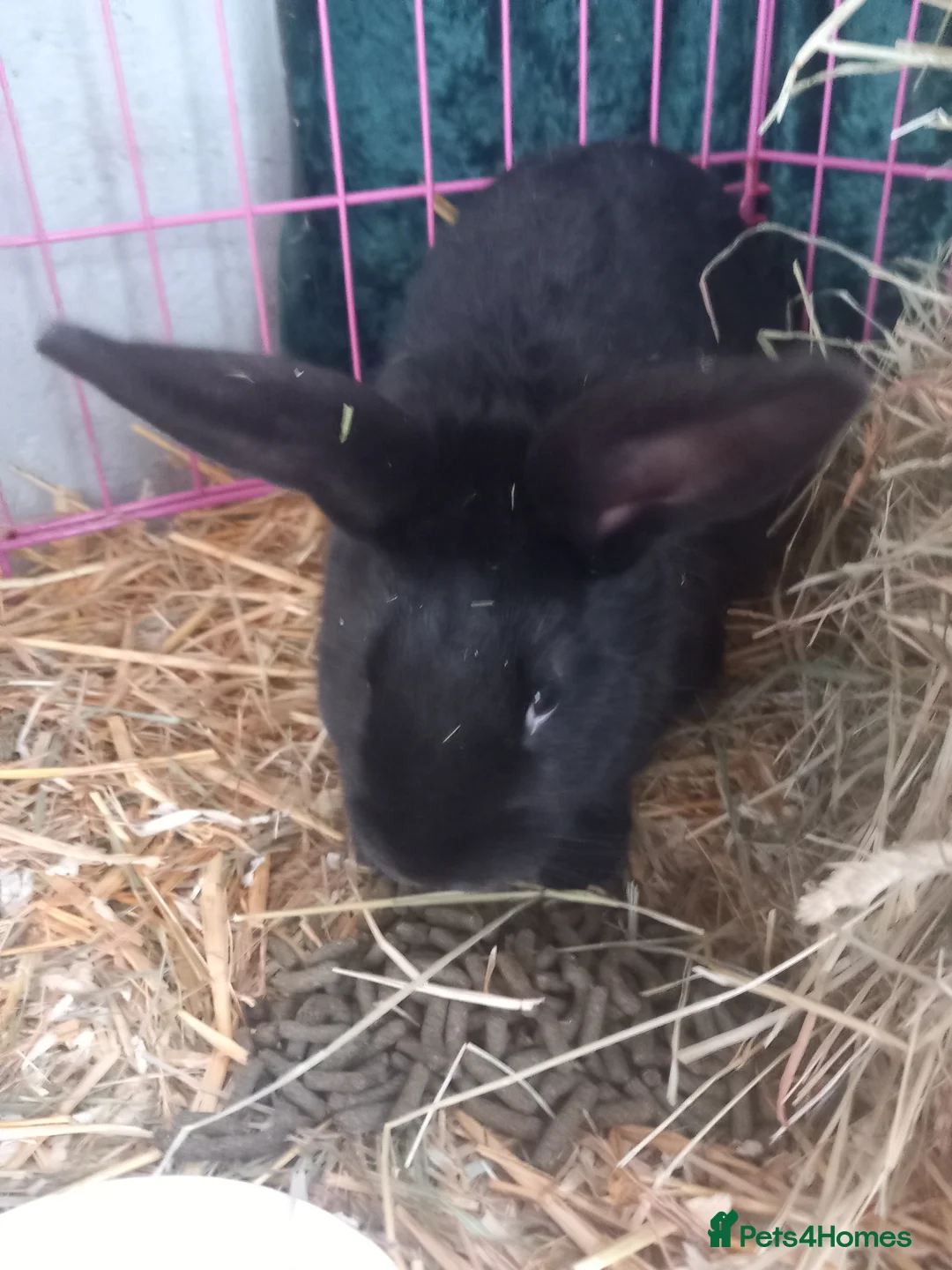 Mixed Breed rabbits for sale: Bunnies ready for there new home  - Advert 4