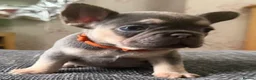 French Bulldog dogs for sale: French bulldog puppies  in Carluke - Advert 4