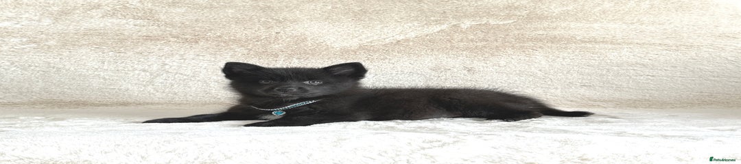 Pomsky Puppy 3