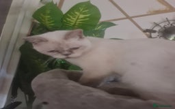 British Shorthair cats for sale: Lovely queeni looking  for  new home - Image 7