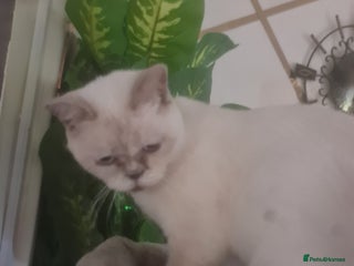 British Shorthair cats Lovely queeni looking for new home - Advert 19