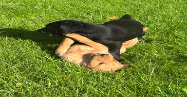 Labrador Retriever dogs - Advert 12