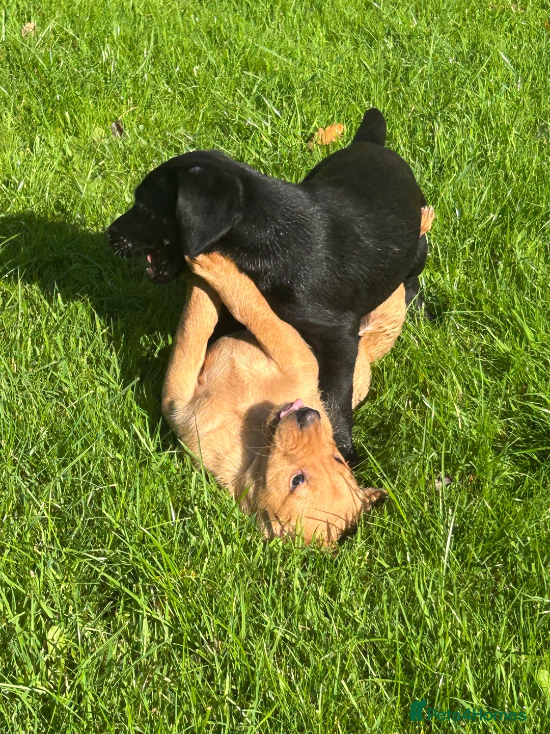 Labrador Retriever dogs for sale: Handsome Labrador Puppies - Image 2