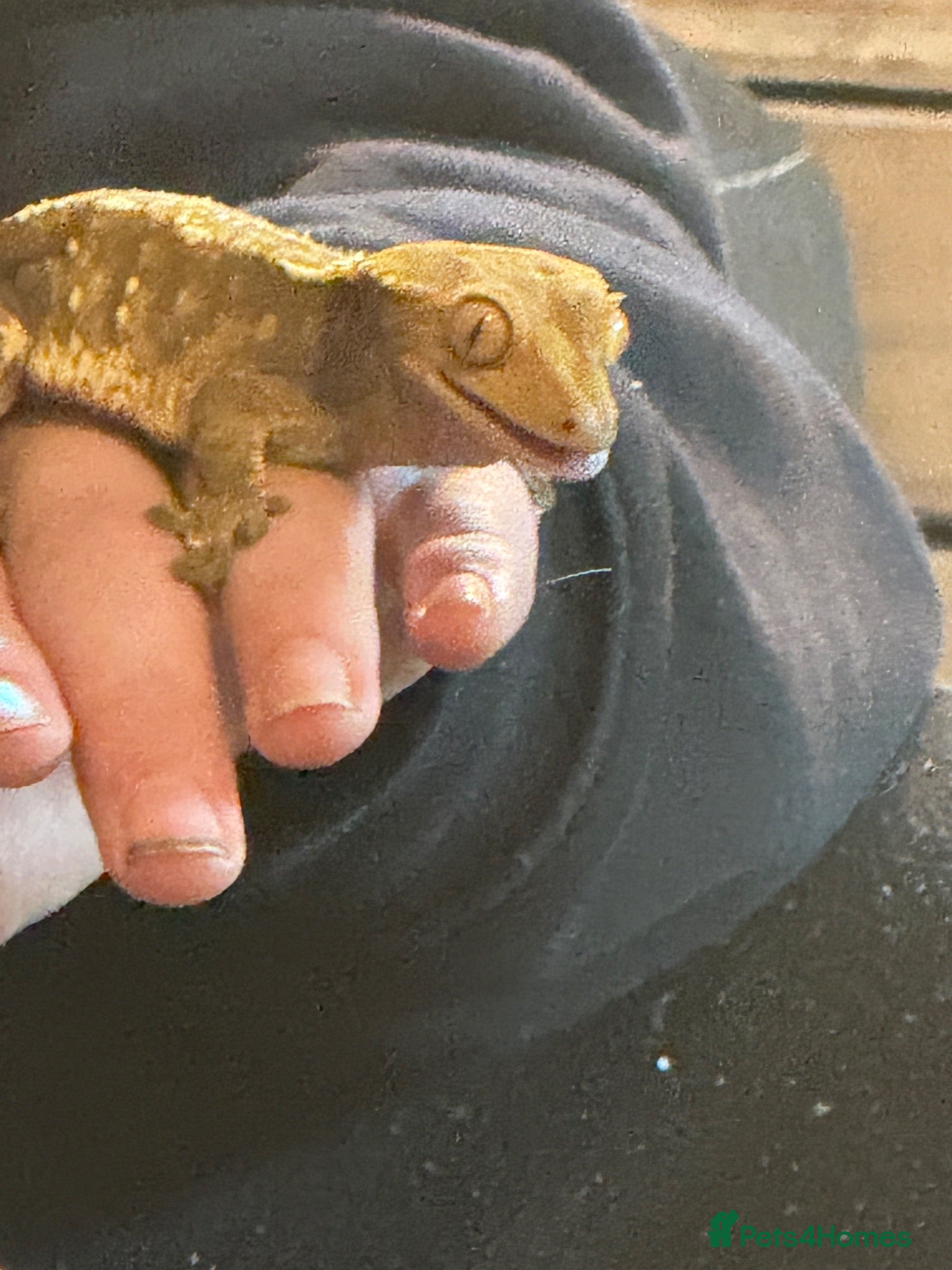 Gecko reptiles Two crested geckos with two tanks - Advert 2