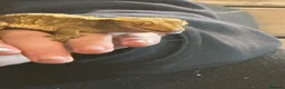 Gecko reptiles for sale: Two crested geckos with two tanks - Advert 1