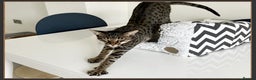 Savannah cats for sale: Super affectionate F6 SBT Savannah boy - Advert 3