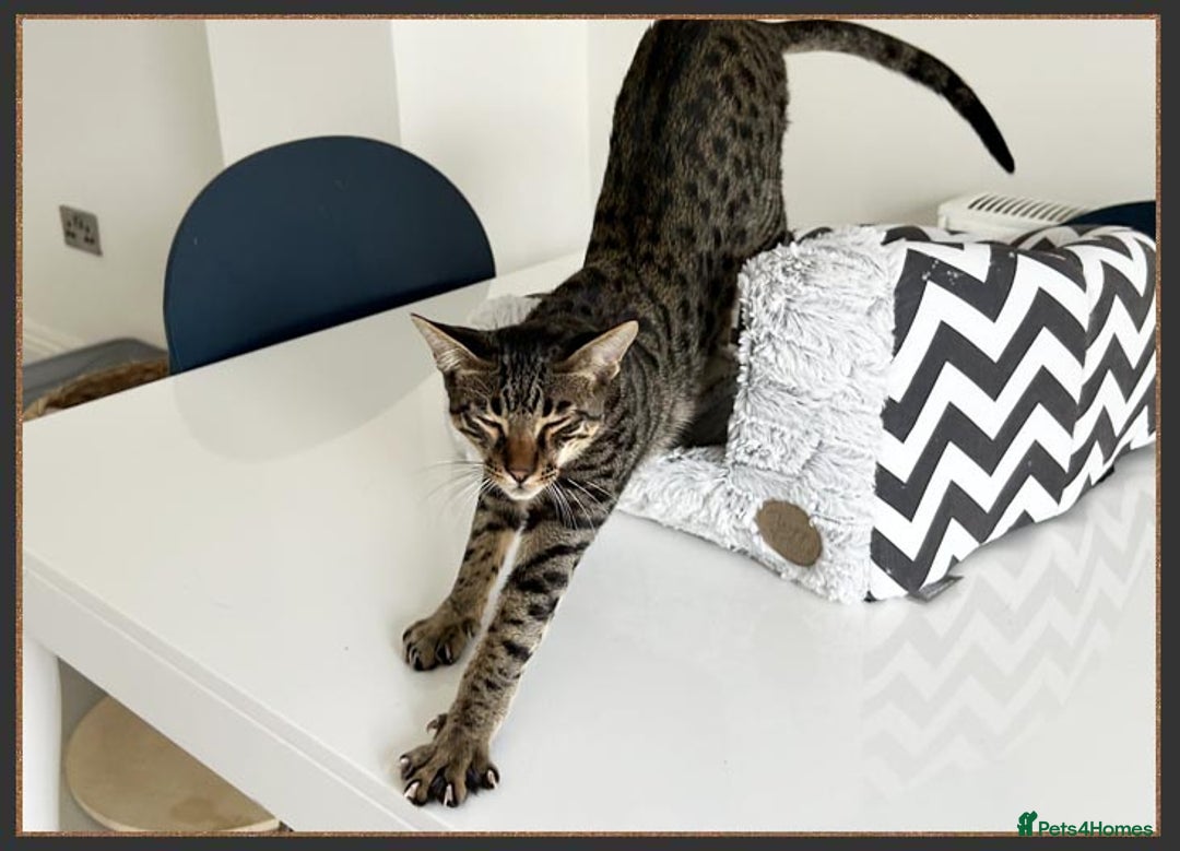 Savannah cats for sale: Super affectionate F6 SBT Savannah boy - Advert 3
