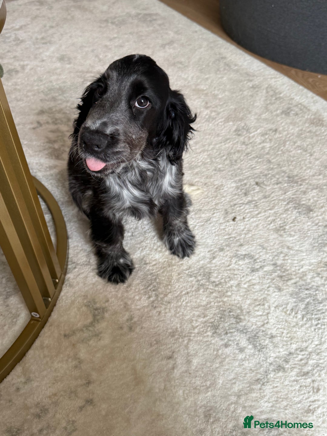 Cocker Spaniel dogs for sale: Blue roan show cocker spaniel  - Image 12