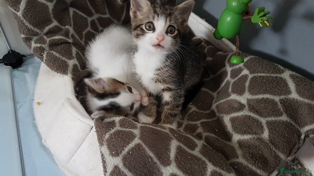 British Shorthair cats for sale: for sale 2 cheeky little monkeys  - Image 16