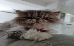 Persian cats for sale: Persian Female - Image 5