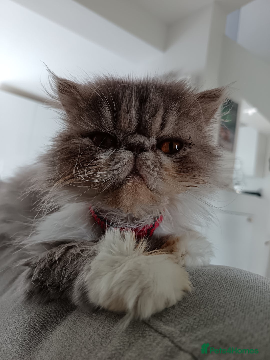 Persian cats for sale: Persian Female - Image 5