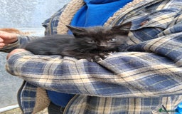 Mixed Breed cats for sale: Kittens available looking for their forever homes  - Image 6