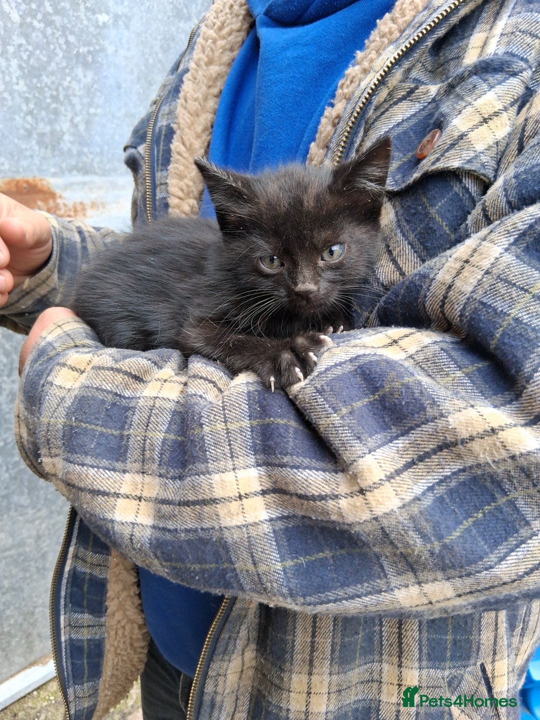 Mixed Breed cats for sale: Kittens available looking for their forever homes  - Image 6