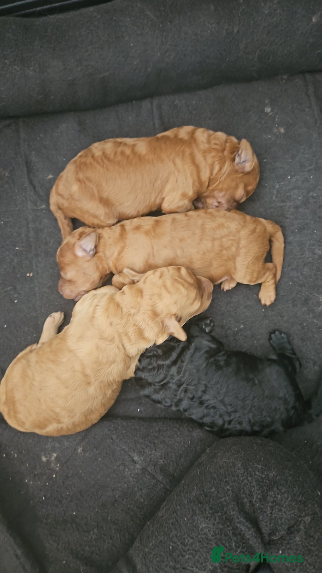 Miniature Poodle dogs for sale: Majestic trusted companies secure yours today  - Image 11