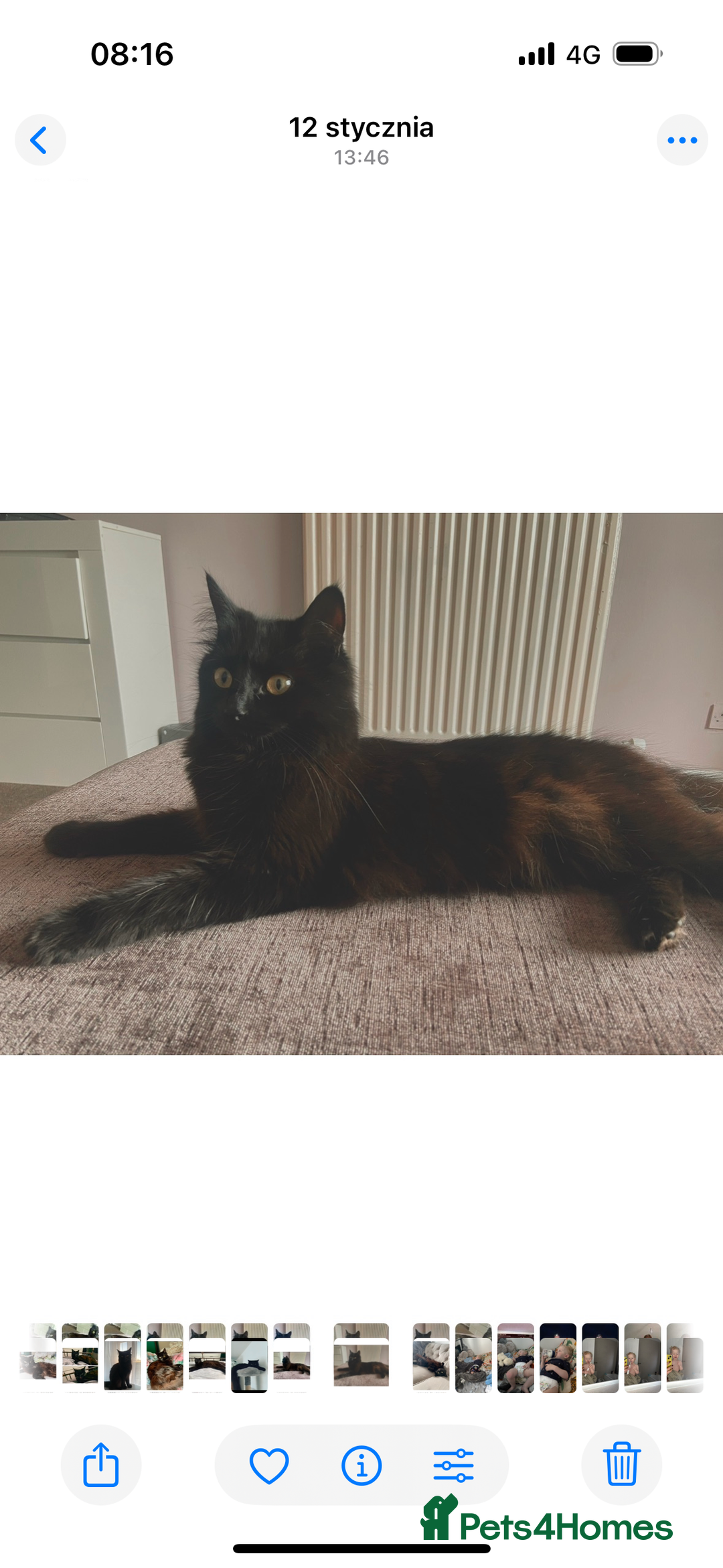 Mixed Breed cats for sale: Maine Coon mixed kittens  - Image 7