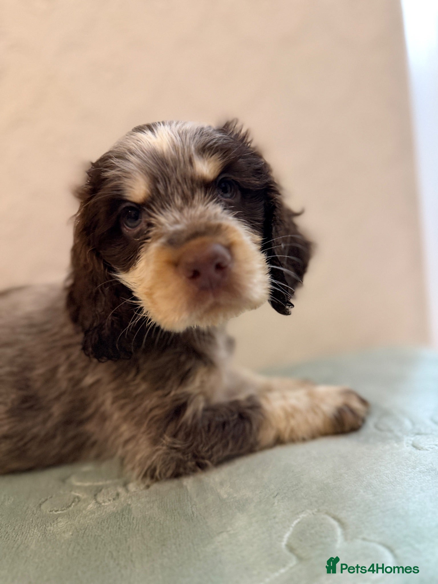Cocker Spaniel dogs KC Show type 1 boy💙 remaining -cocker spaniel🩷 - Advert 6
