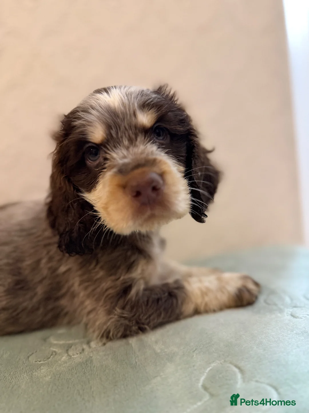Cocker Spaniel dogs for sale: KC Show type boy💙 READY NOW - Advert 1