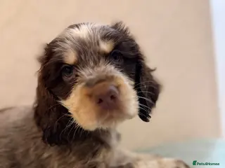 Cocker Spaniel dogs KC Show type 1 boy💙 remaining -cocker spaniel🩷 - Advert 6