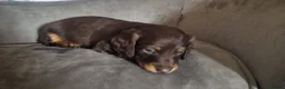 Miniature Dachshund dogs for sale: Long haired miniature dachshund  - Advert 3