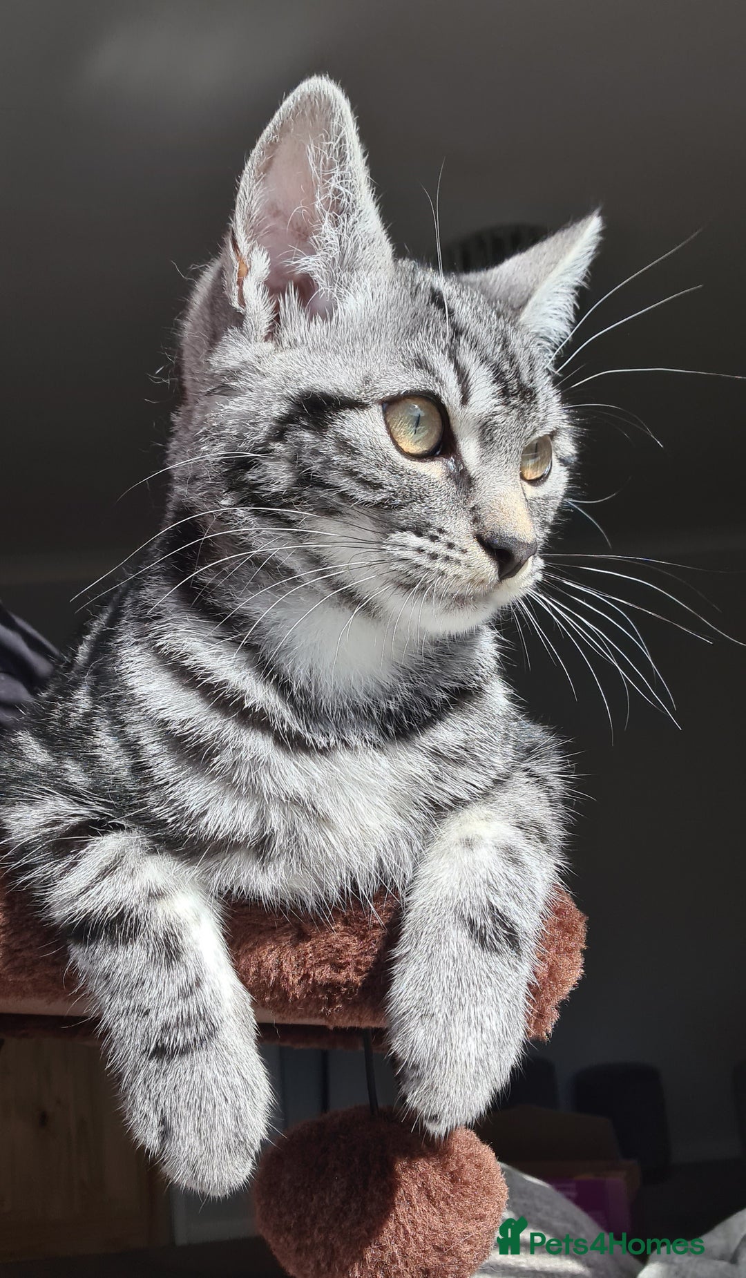 Domestic Shorthair cats for sale: Playful and friendly cat - Advert 2