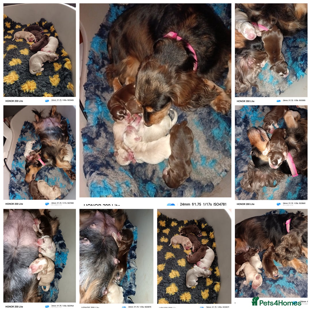 Cocker Spaniel dogs for sale: Show type Cocker Spaniel puppies - Advert 5