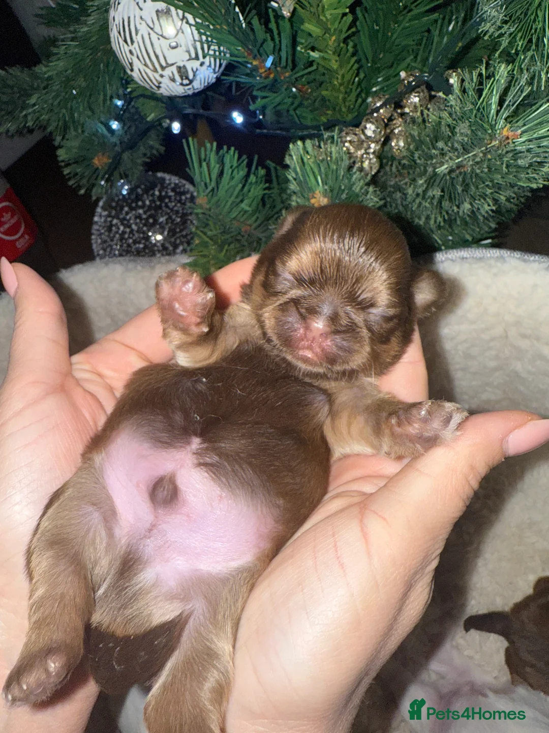 Shih Tzu dogs for sale: Shih tzu  - Advert 9