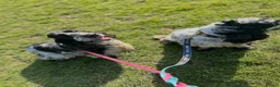 Cocker Spaniel dogs for sale: Stunning show type girl available to a lovely home - Advert 2