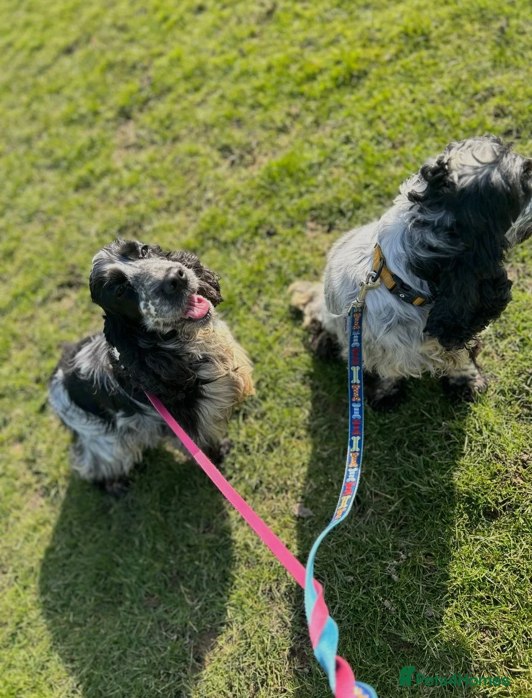 Cocker Spaniel dogs for sale: Stunning show type girl available to a lovely home - Advert 2