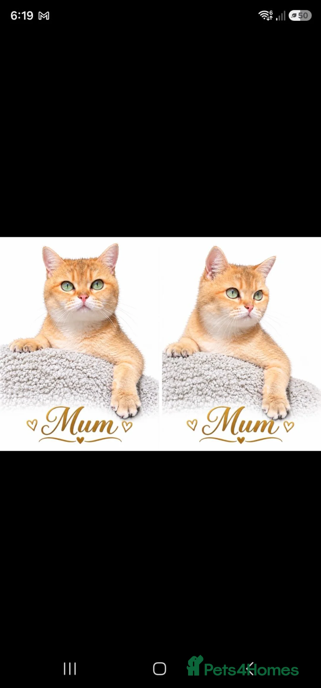 British Shorthair cats for sale: 3 Golden Black Shaded British Shorthairs - Advert 1