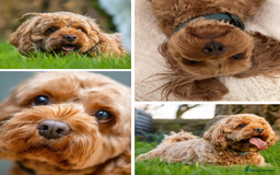 Mixed Breed dogs for sale: Cavapoochon Pups Wait List South Yorkshire - Image 12