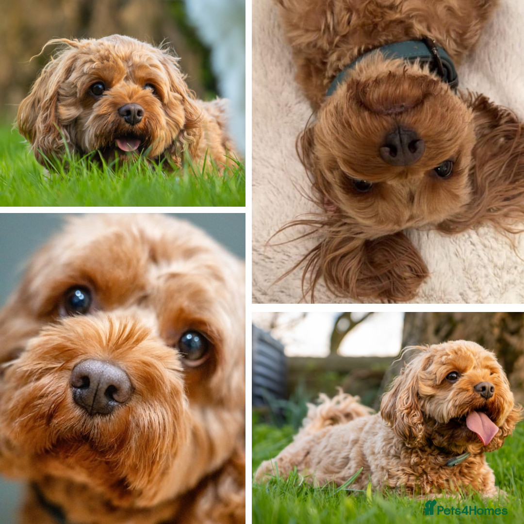 Mixed Breed dogs for sale: Cavapoochon Pups Wait List South Yorkshire - Image 12