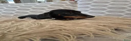Miniature Dachshund dogs for sale: Miniature Dachshund.Fully vaccinated.Ready t leave - Advert 10