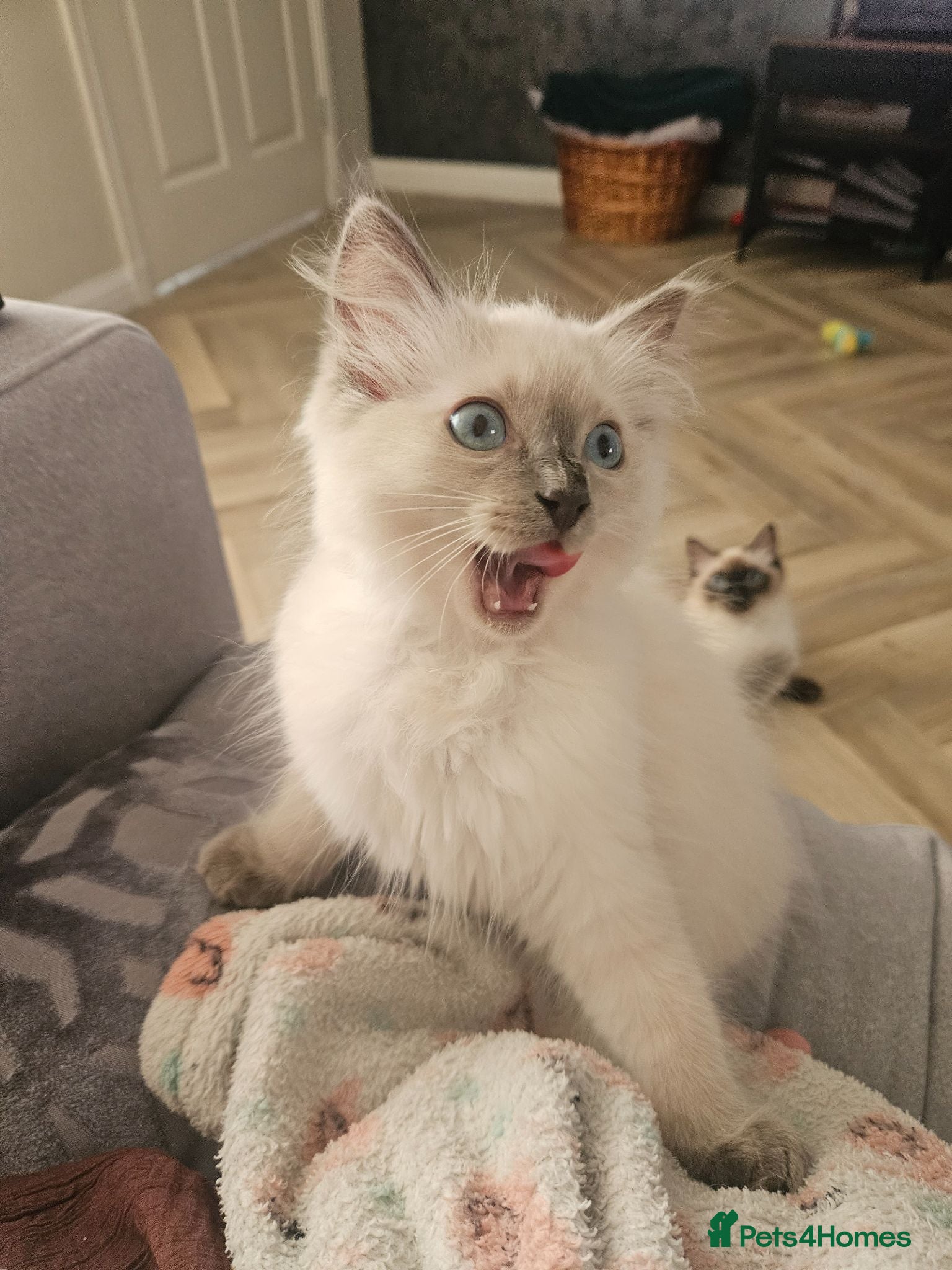 Ragdoll cats ❤️Beautiful RAGDOLL KITTEN ❤️ - Advert 15