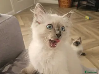 Ragdoll cats ❤️Beautiful RAGDOLL KITTEN ❤️ - Advert 15