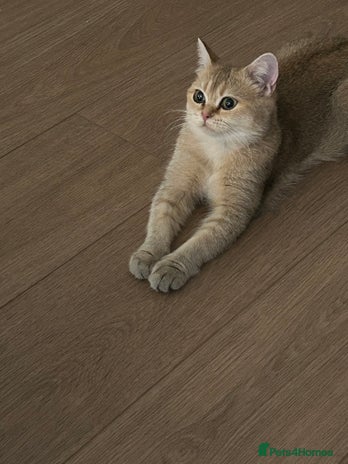 British Shorthair cats British shorthair - Advert 5