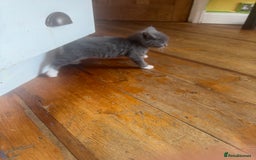 Mixed Breed cats for sale: Stunning litter of 4 - Image 6