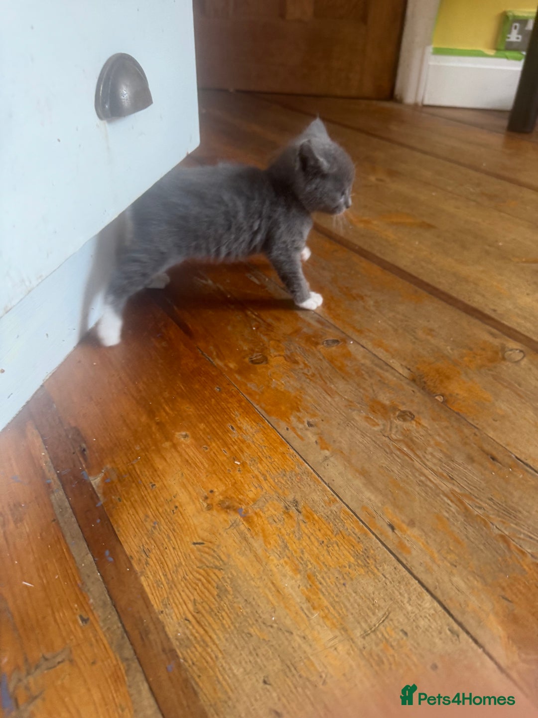Mixed Breed cats for sale: Stunning litter of 4 - Image 6