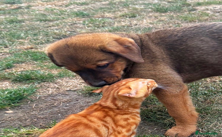 Mixed Breed dogs - Advert 1
