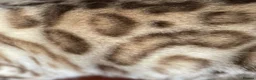 Bengal cats for sale: Beautiful Bengal family members - Advert 30