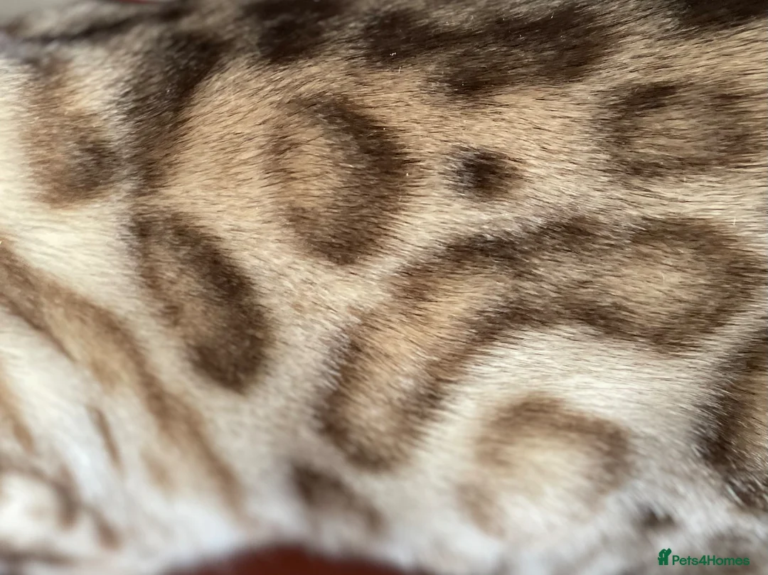 Bengal cats for sale: Beautiful Bengal family members - Advert 30