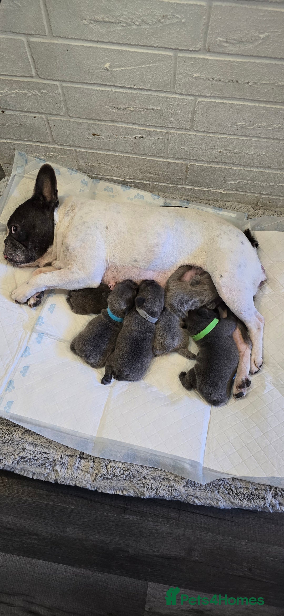 French Bulldog dogs for sale: French bulldog puppy  - Image 6