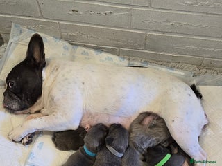 French Bulldog dogs - Advert 21