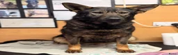 German Shepherd dogs for sale: Kc Gsd pups READY NOW 1 SABLE FEMALE AVAILABLE  - Advert 29