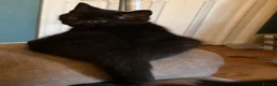 British Shorthair cats for sale: Two Beautiful BSH Black Boy Kittens-Ready now! - Advert 7