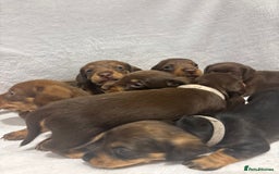 Dachshund dogs for sale: Dachshund puppies  - Image 20
