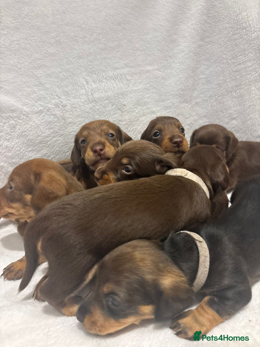 Dachshund dogs for sale: Dachshund puppies  - Image 20