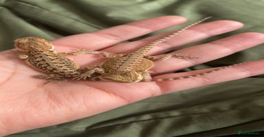 Bearded Dragon reptiles - Advert 2