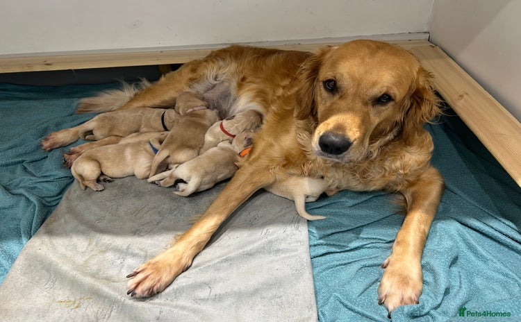 Golden Retriever dogs - Advert 15